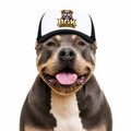 An American Bully wearing the BGK trucker hat in black, front view