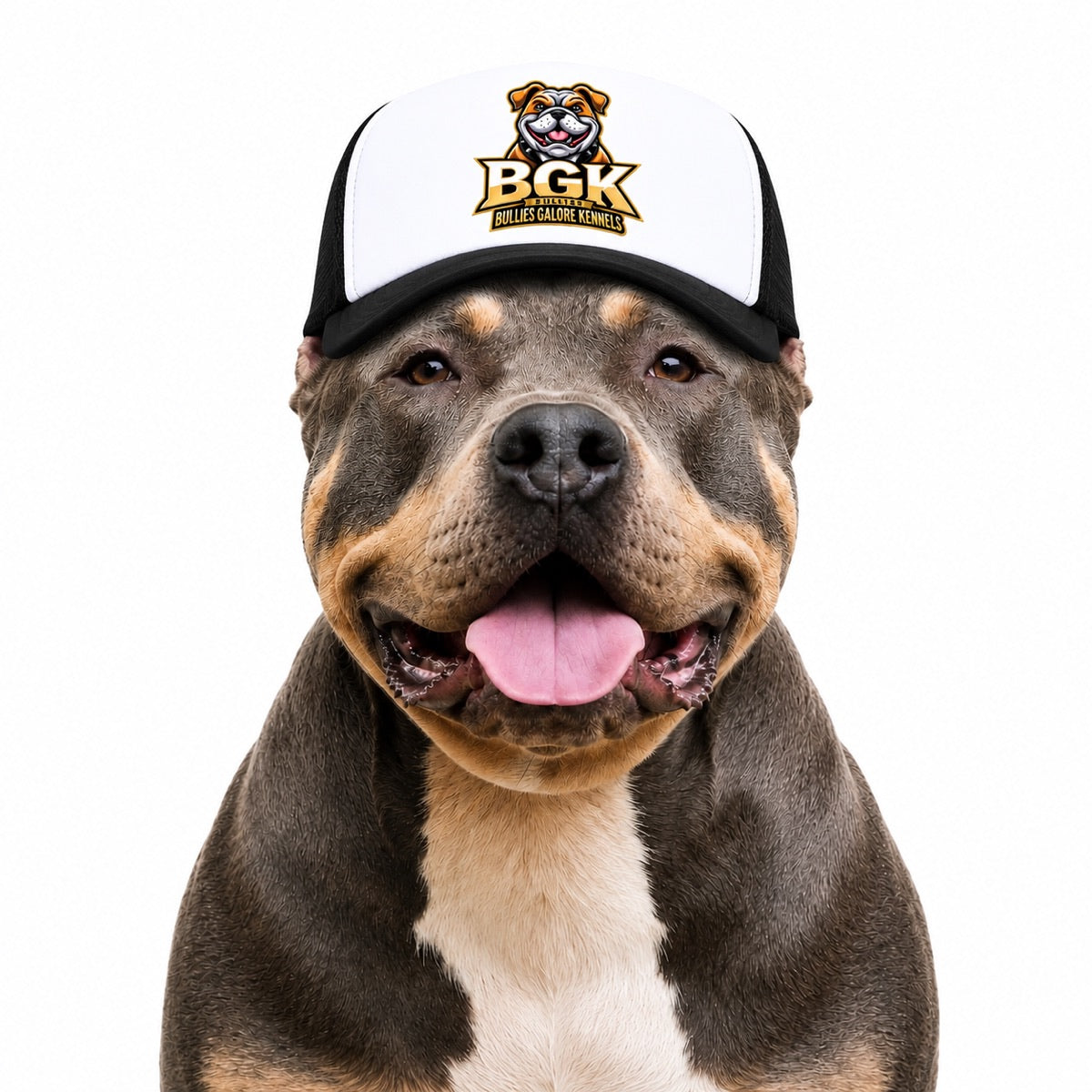 An American Bully wearing the BGK trucker hat in black, front view