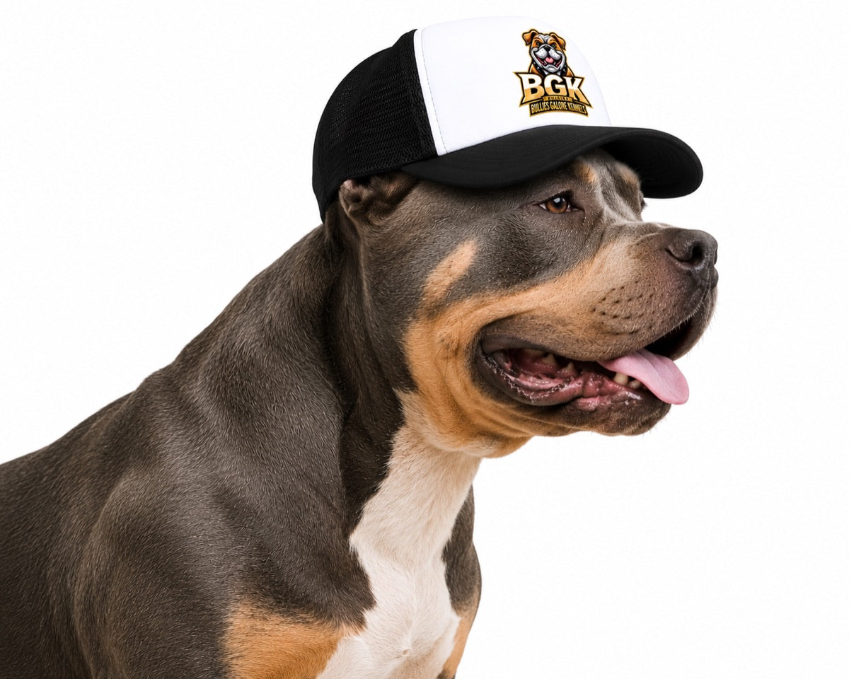 An American Bully wearing the BGK trucker hat in black, side view