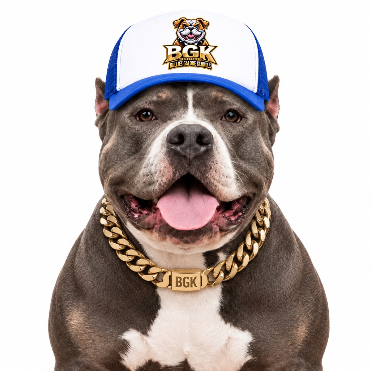 An American Bully wearing the BGK trucker hat in blue, front view
