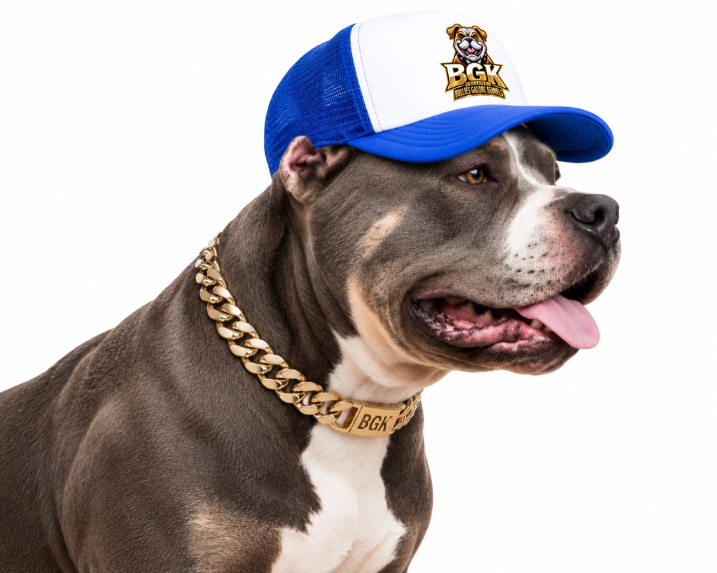 An American Bully wearing the BGK trucker hat in blue, side view