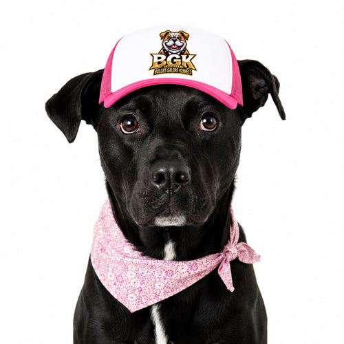 A black labrador wearing the BGK trucker hat in pink, front view